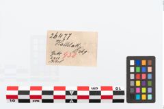 Etikett zu Bronzekahnfibel (NHMW-PRAE-026477)